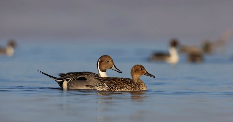 Pintail Ducks, Hatteras Hunters Waterfowl Hunting Guides
