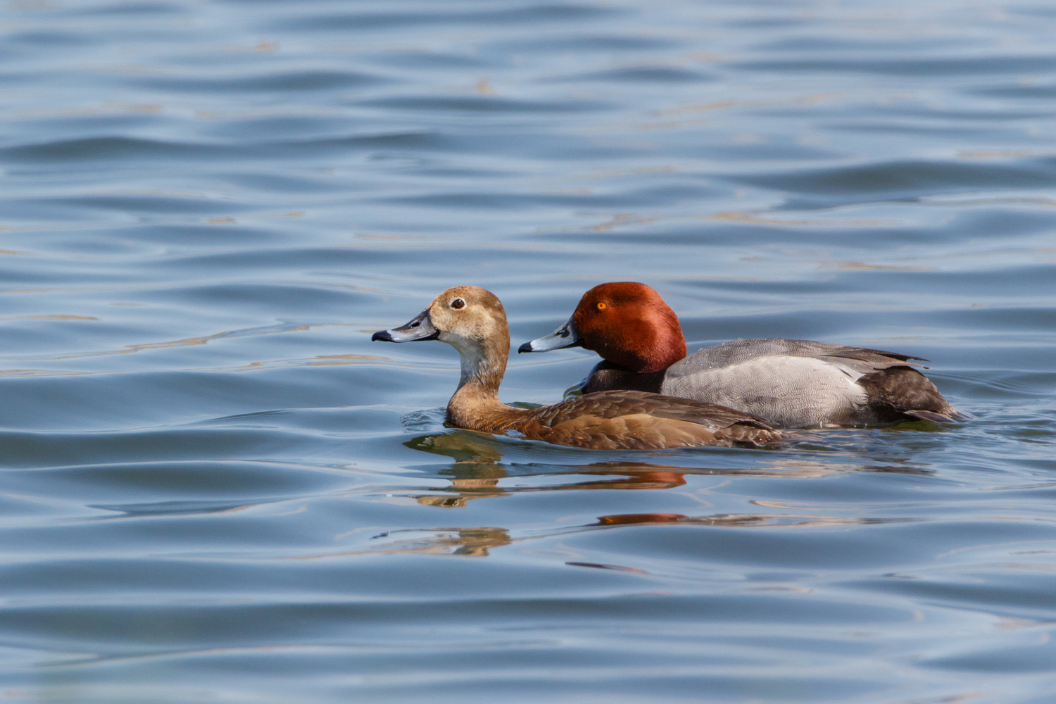 Redhead Ducks, Hatteras Hunters Waterfowl Hunting Guides